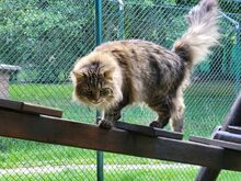 DANILO, Katze, Norwegische Waldkatze in Großröhrsdorf - Bild 4