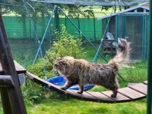 DANILO, Katze, Norwegische Waldkatze in Großröhrsdorf - Bild 5