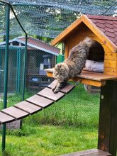 DANILO, Katze, Norwegische Waldkatze in Großröhrsdorf - Bild 6