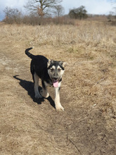 HENRI, Hund, Mischlingshund in Rumänien - Bild 10