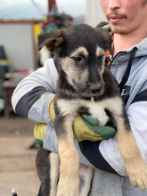 HENRI, Hund, Mischlingshund in Rumänien - Bild 11
