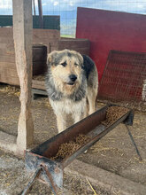 HENRI, Hund, Mischlingshund in Rumänien - Bild 2