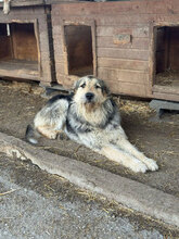 HENRI, Hund, Mischlingshund in Rumänien - Bild 3