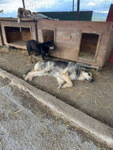 HENRI, Hund, Mischlingshund in Rumänien - Bild 4