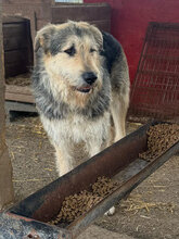 HENRI, Hund, Mischlingshund in Rumänien - Bild 5