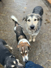 HENRI, Hund, Mischlingshund in Rumänien - Bild 6