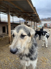 HENRI, Hund, Mischlingshund in Rumänien - Bild 7
