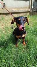 VAJK, Hund, Dackel-Mix in Ungarn - Bild 1
