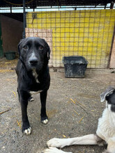 KILI, Hund, Mischlingshund in Rumänien - Bild 11