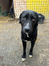 KILI, Hund, Mischlingshund in Rumänien - Bild 2
