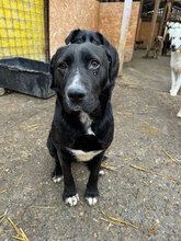 KILI, Hund, Mischlingshund in Rumänien - Bild 3