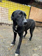 KILI, Hund, Mischlingshund in Rumänien - Bild 4