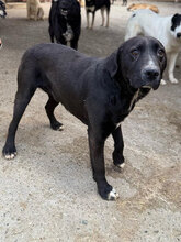 KILI, Hund, Mischlingshund in Rumänien - Bild 5