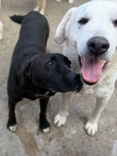 KILI, Hund, Mischlingshund in Rumänien - Bild 6