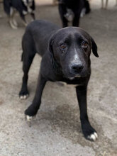 KILI, Hund, Mischlingshund in Rumänien - Bild 7