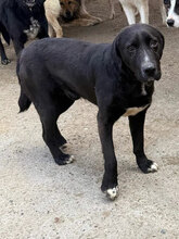 KILI, Hund, Mischlingshund in Rumänien - Bild 8