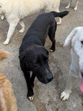 KILI, Hund, Mischlingshund in Rumänien - Bild 9