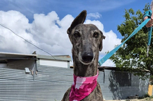 GUAPINA, Hund, Galgo Español-Mix in Spanien - Bild 1