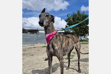 GUAPINA, Hund, Galgo Español-Mix in Spanien - Bild 10
