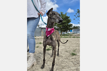 GUAPINA, Hund, Galgo Español-Mix in Spanien - Bild 11