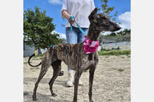 GUAPINA, Hund, Galgo Español-Mix in Spanien - Bild 12