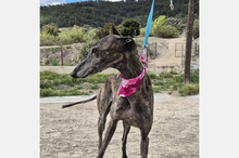 GUAPINA, Hund, Galgo Español-Mix in Spanien - Bild 13