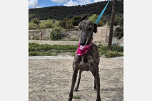 GUAPINA, Hund, Galgo Español-Mix in Spanien - Bild 14