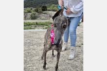 GUAPINA, Hund, Galgo Español-Mix in Spanien - Bild 15