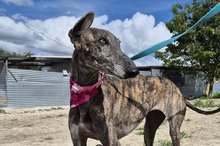 GUAPINA, Hund, Galgo Español-Mix in Spanien - Bild 2