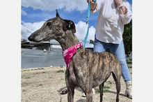 GUAPINA, Hund, Galgo Español-Mix in Spanien - Bild 3