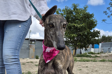 GUAPINA, Hund, Galgo Español-Mix in Spanien - Bild 4