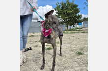 GUAPINA, Hund, Galgo Español-Mix in Spanien - Bild 5