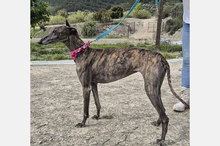 GUAPINA, Hund, Galgo Español-Mix in Spanien - Bild 6
