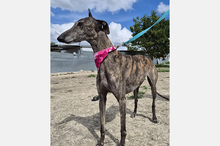 GUAPINA, Hund, Galgo Español-Mix in Spanien - Bild 7