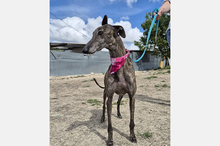 GUAPINA, Hund, Galgo Español-Mix in Spanien - Bild 8