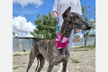 GUAPINA, Hund, Galgo Español-Mix in Spanien - Bild 9