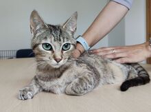 HORA, Katze, Europäisch Kurzhaar in Spanien