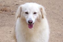 BERETTA, Hund, Maremmano-Mix in Italien - Bild 1
