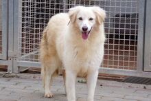 BERETTA, Hund, Maremmano-Mix in Italien - Bild 2