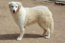 BERETTA, Hund, Maremmano-Mix in Italien - Bild 3