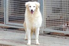 BERETTA, Hund, Maremmano-Mix in Italien - Bild 4