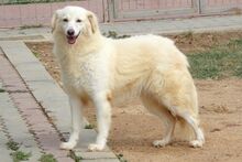 BERETTA, Hund, Maremmano-Mix in Italien - Bild 5
