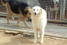 BERETTA, Hund, Maremmano-Mix in Italien - Bild 6