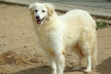 BERETTA, Hund, Maremmano-Mix in Italien - Bild 7