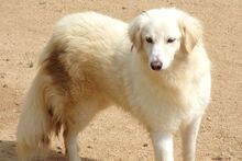 BERETTA, Hund, Maremmano-Mix in Italien - Bild 8