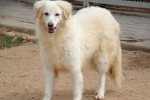BERETTA, Hund, Maremmano-Mix in Italien - Bild 9