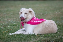 BERETTA, Hund, Maremmano-Mix in Niederzier