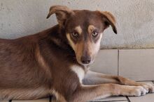 TACAU, Hund, Pinscher-Mischling in Italien - Bild 1