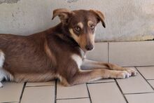 TACAU, Hund, Pinscher-Mischling in Italien - Bild 2