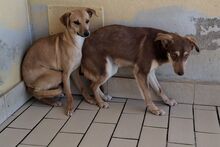 TACAU, Hund, Pinscher-Mischling in Italien - Bild 4